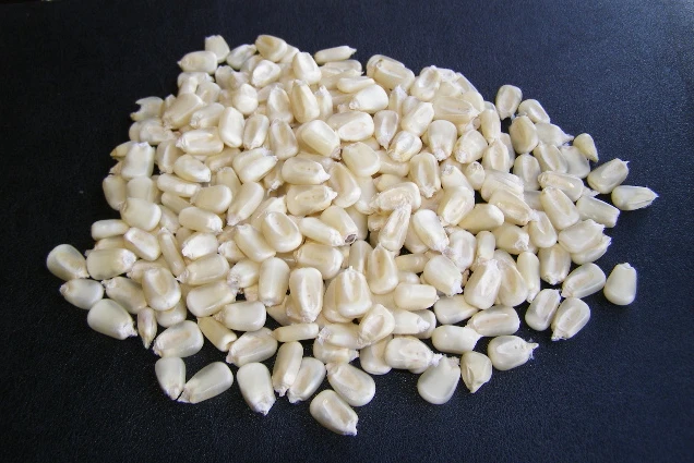 Белая кукуруза для корма животных + 27739729209