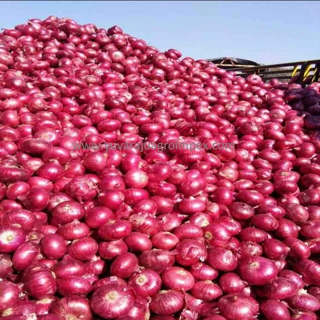 Beauty layer structure yellow shade big onion different flavor and texture of white red yellow big onion