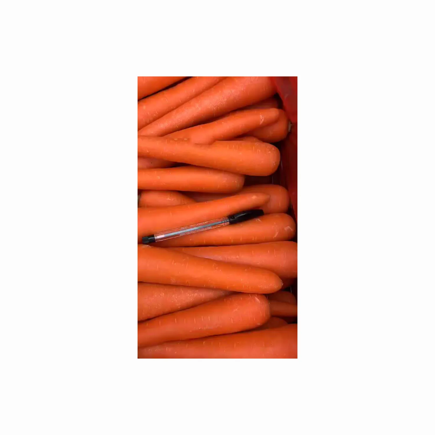 Fresh Carrot / Clean Carrot in Carton / Carrot wholesaler Price