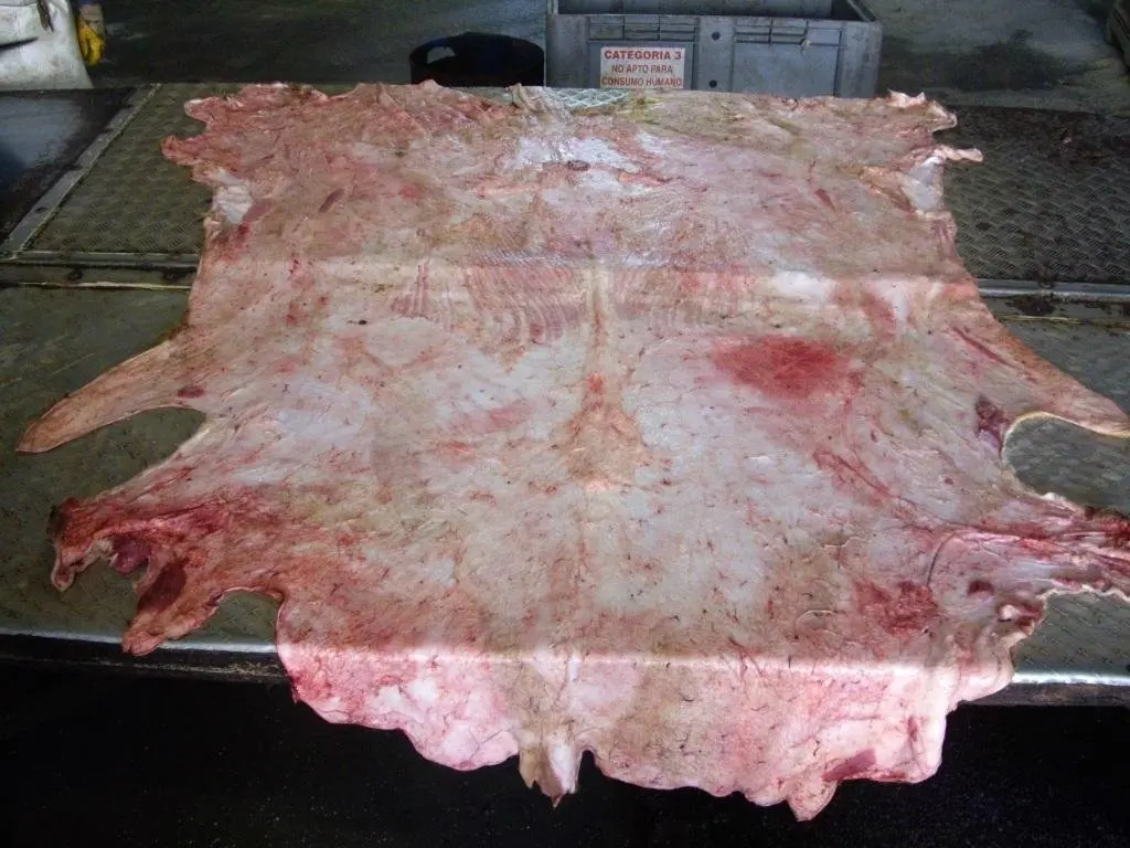 Premium Quality Wet Blue Cow Hides