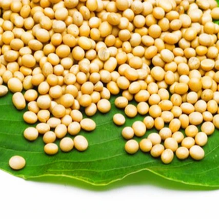 Soya Beans Best Quality Soybean SBDM For Human Consumption With Quick Delivery From Canada Origin Agriculture Soy Beans