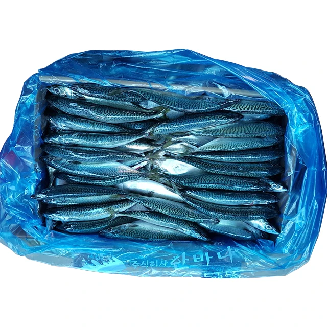 From Korea trachurus japonicus fresh frozen horse mackerel fish seafood easy to cook for dinner certificafed