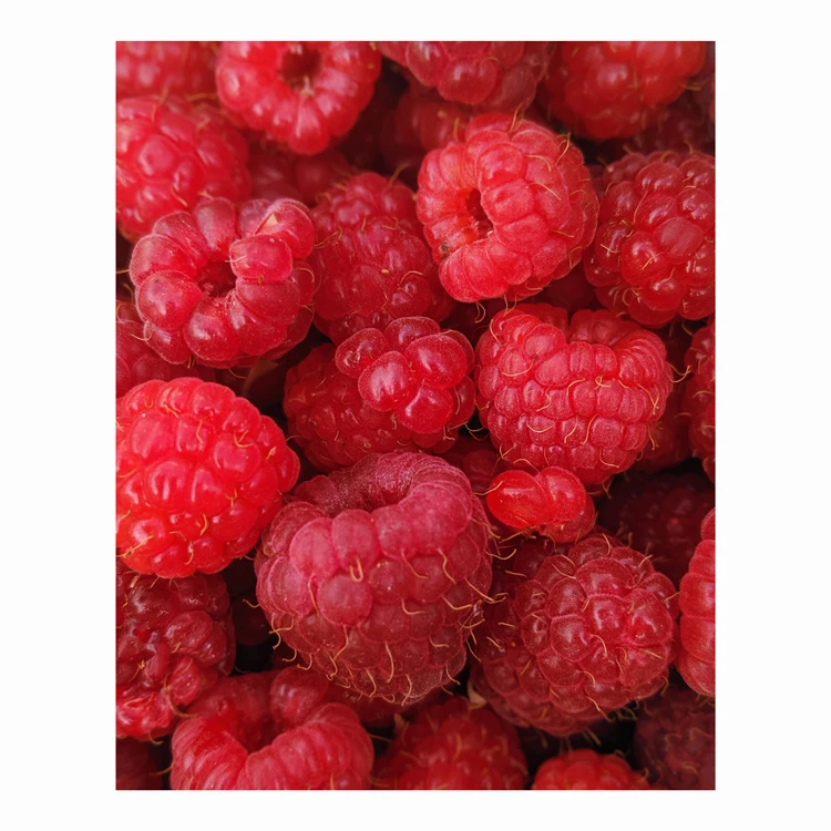 BRC Halal Haccp organic fresh IQF Frozen Red Raspberry Quality Raspberries