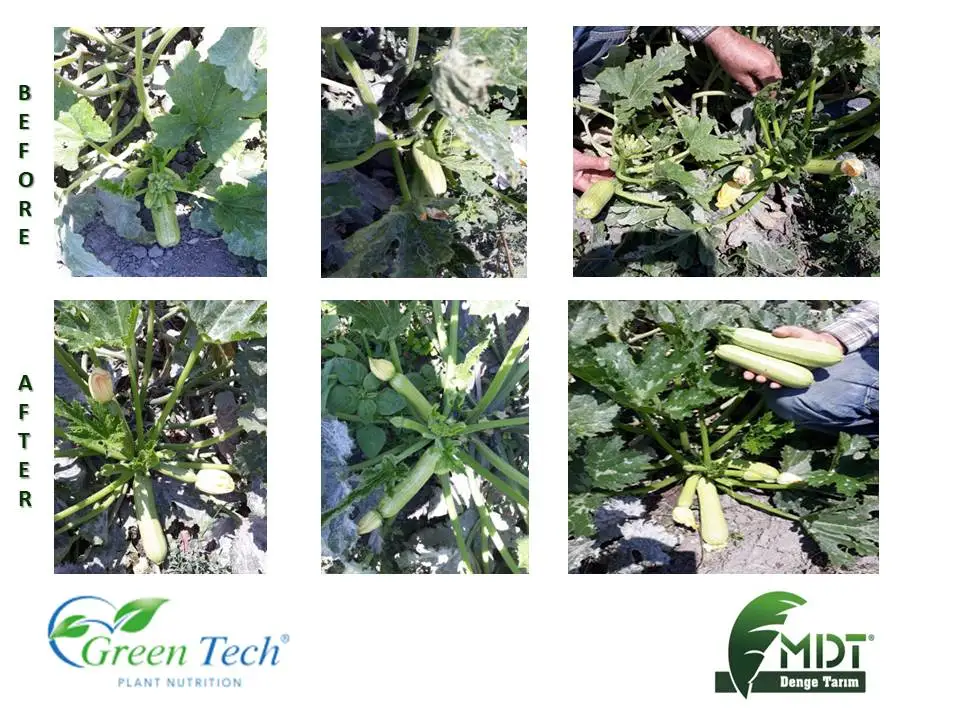 Green Tech International Products -Green Tech Wonderful - Liquid  Amino Acid / Liquid fertilizer / Liquid organic fertilizer