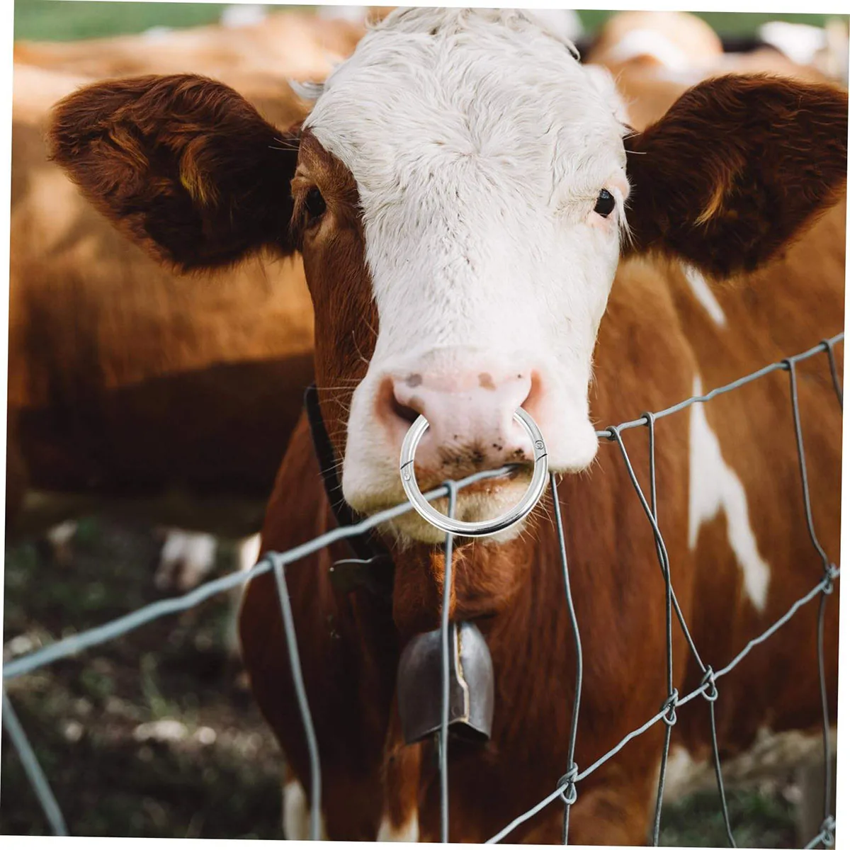 Stainless Steel Veterinary 10 cm Cattle Bull Nose Rings BEST quality in cheap price supplier from Sialkot Pakistan