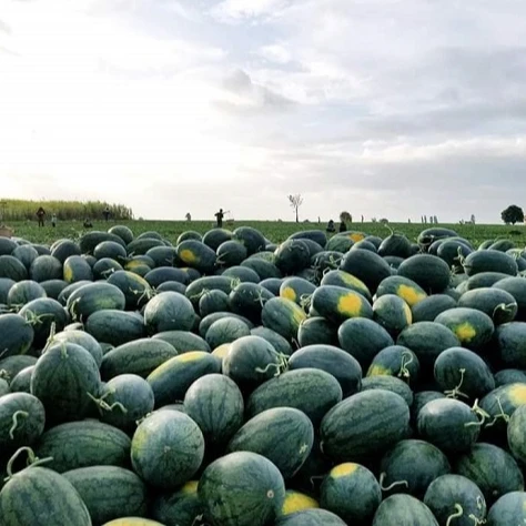 Supply Fresh Watermelon | Grade 1 For Exporting | Tropical Vietnamese fruit