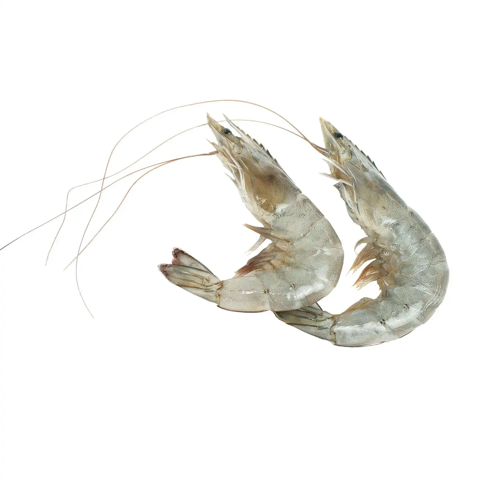 Wholesales Premium Seafood Frozen Vannamei Shrimp Good quality best delicious frozen seafood up to sale