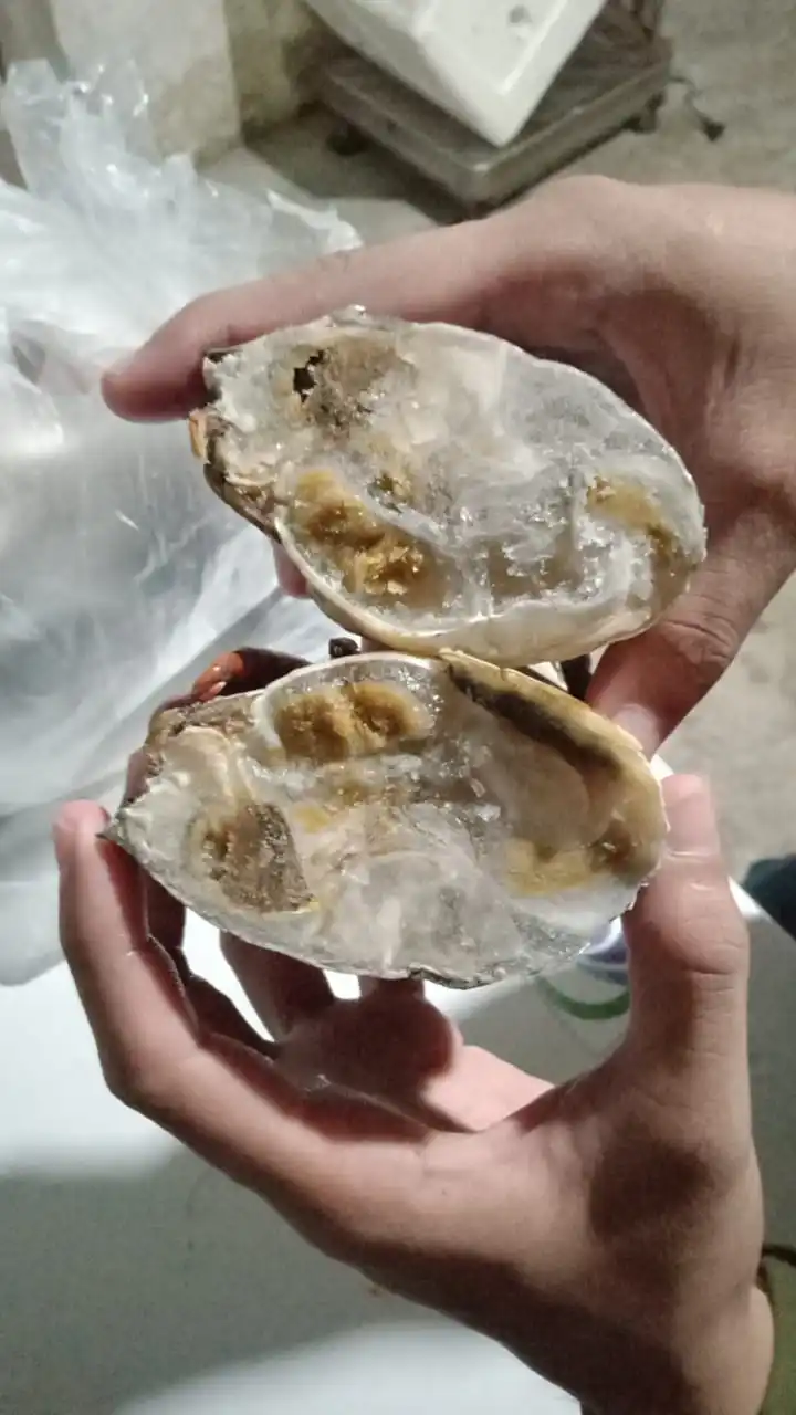 FROZEN  MUD CRAB HIGH QUALITY INDONESIAN ORIGIN