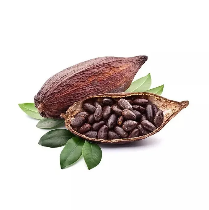 Sun Dried Raw Cocoa Beans, Cocoa Beans Suppliers, Manufacturers, Wholesalers Wholesale Raw Processed Cocoa Beans