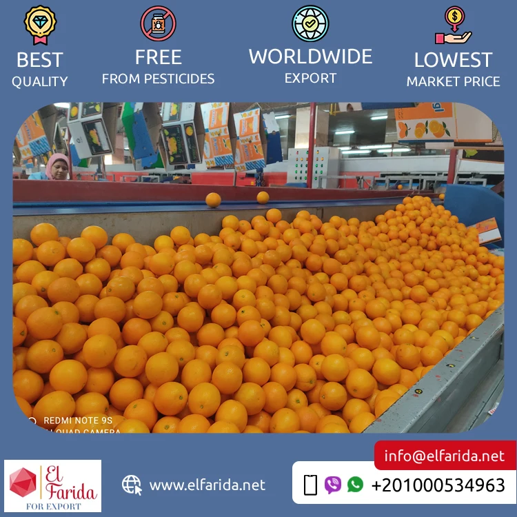 Good Quality Top Selling Pure and Natural Healthy & Nutritious Fresh Citrus Fruit Valencia Oranges from Egypt Origin Exporter