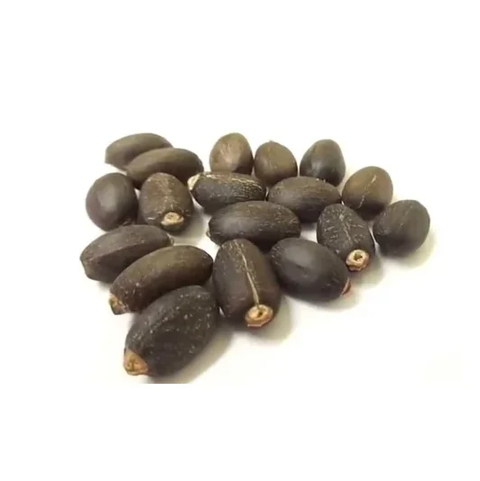 High Quality 100% Dried Natural Jatropha Seeds At Low Price