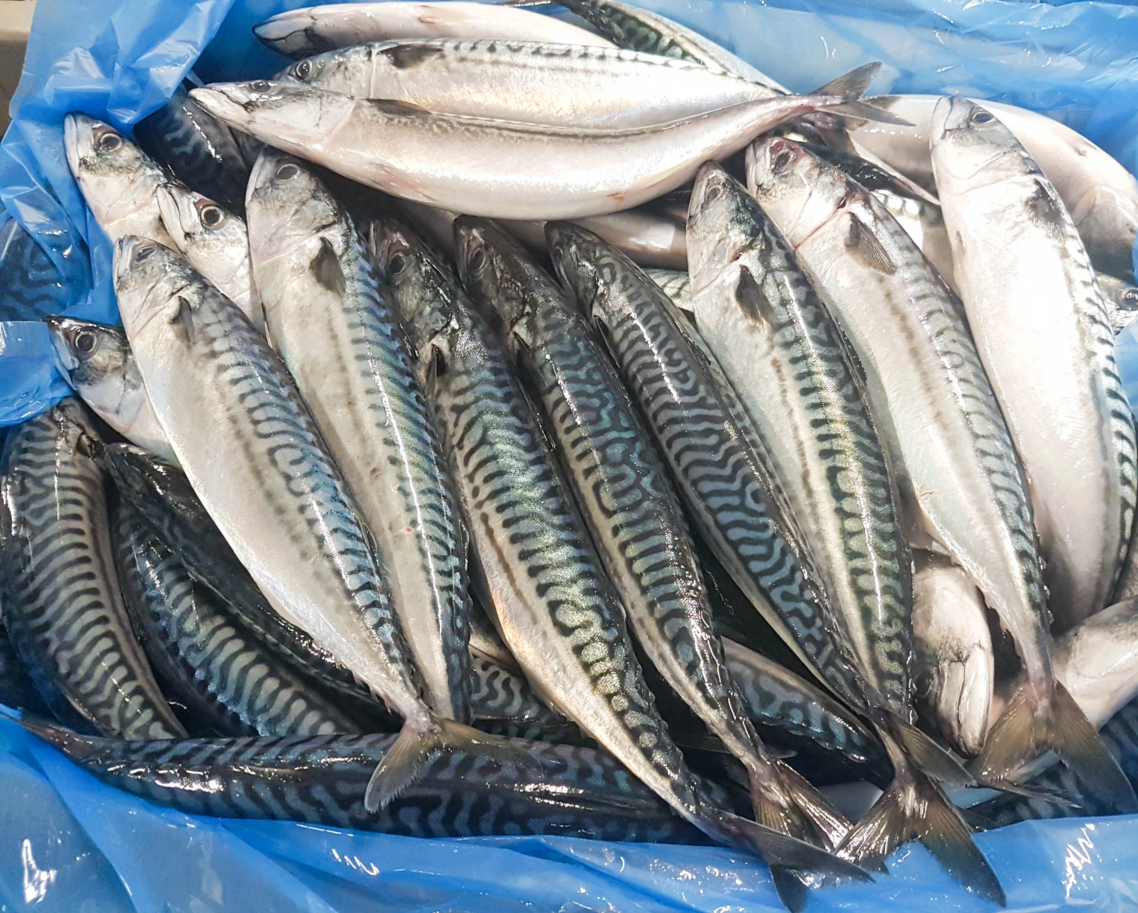 Wholesale High Quality Seafood frozen mackerel fish