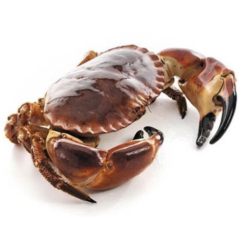 high quality live king crab for sale bulk supplier hot sale live mud crabs blue frozen mud snow crab