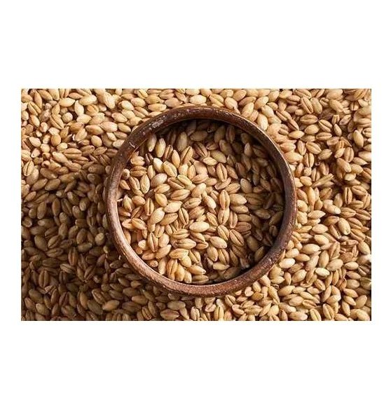 barley seeds used animal feed for cattle and sheep for Barley grwoing sprout