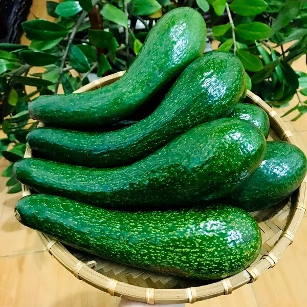 Good price frozen avocado ORGANIC FRESH AVOCADO FRUIT whole avocado fruit export