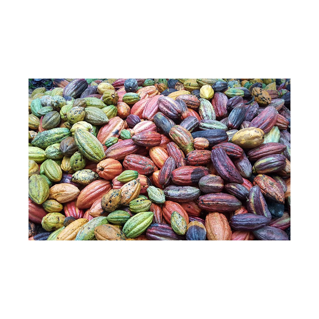 Aged Raw Dried Cocoa Beans a Premium Variety of Cacao Beans for sale