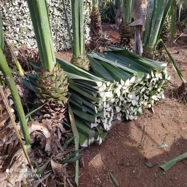 Wholesale Sisal Fiber for Gypsum / Gypsum Hair for sale in bulk