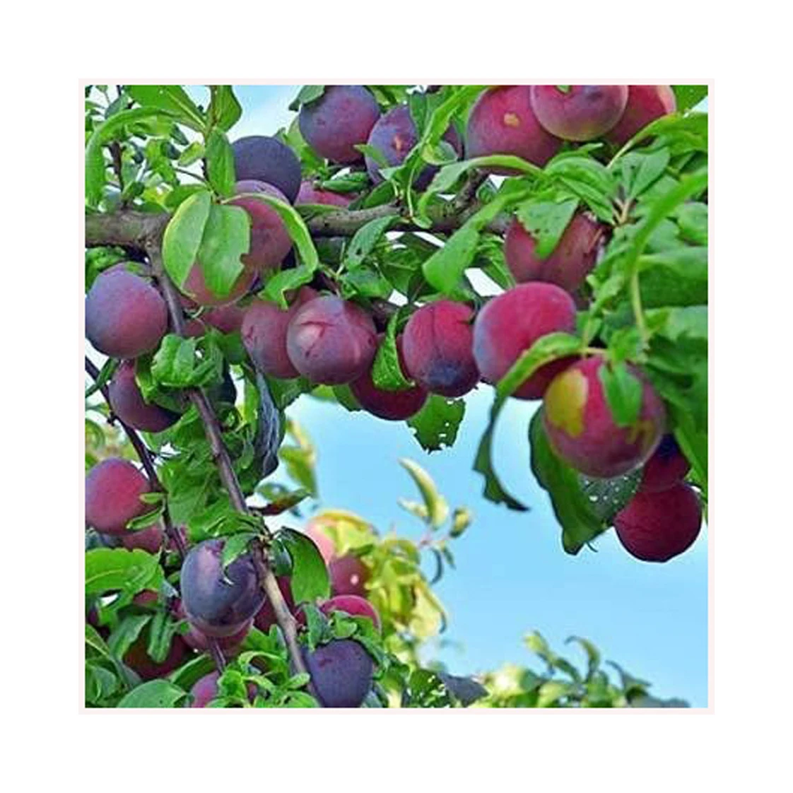 Hot sale Farm Fresh Beef Tomato, Cherry Tomato, Fresh Plum Tomatoes Fresh Plum Tomato Fresh Vegetables Tomatoes For sale