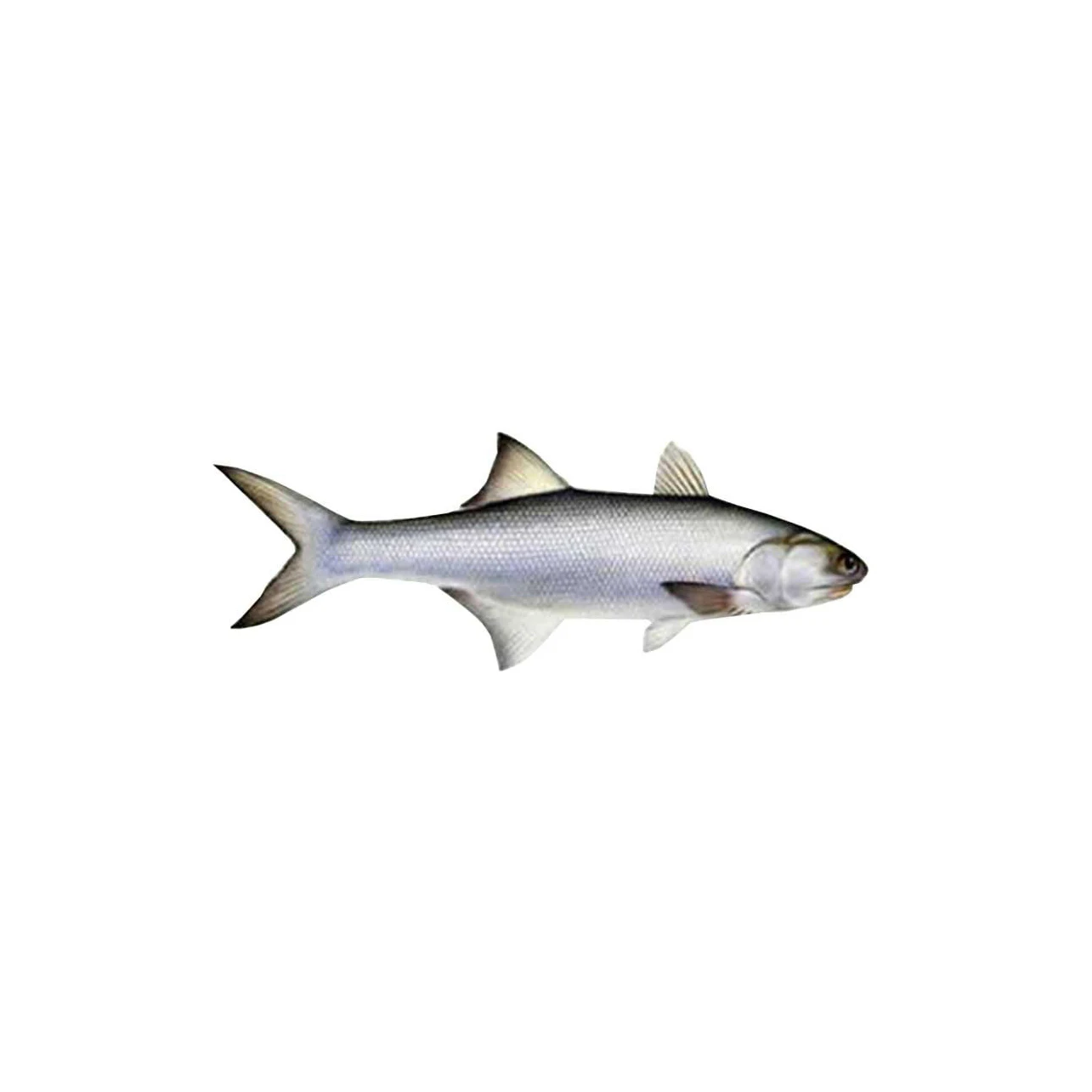Good quality AUSTRIA Fresh Frozen Chum Salmon Fillet Fish Natural Fresh Factory Wholesale Frozen Salmon Fresh Salmon Price