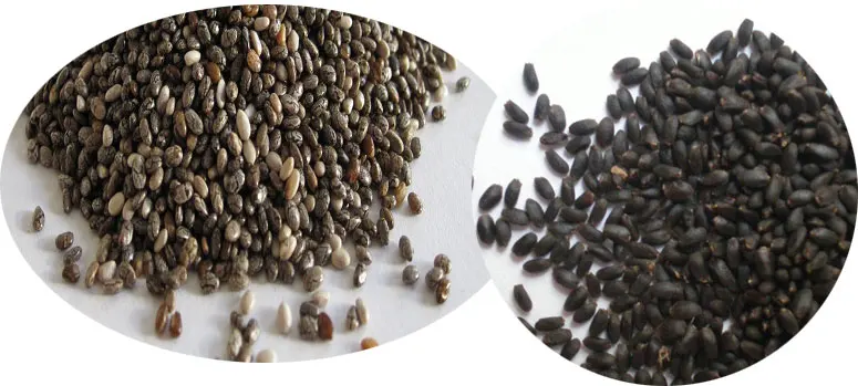 Basil Seeds