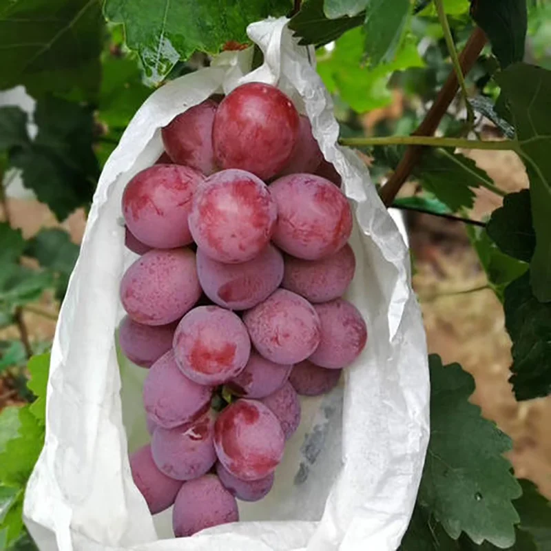 Best Selling Thai Mango High Quality Premium Mahachanok Mango from Thailand 100% Natural Sweet Mahachanok Thai Mango OEM Private