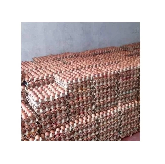 Бройлерные инкубационные яйца Ross 308 и Cobb 500 и куриные настольные яйца от поставщика свежих куриных яиц