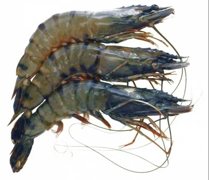 Высококачественные свежие черные тигровые креветки для продажи/замороженные креветки/хорошее качество Черные Тигровые оптовой продажи