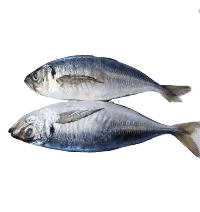 Hot sale frozen pacific mackerel sea frozen deep sea catching mackerel fish