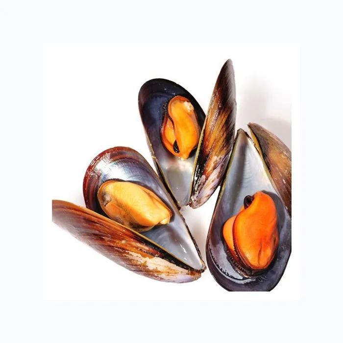 Top Quality Frozen Shellfish Mussels for sale