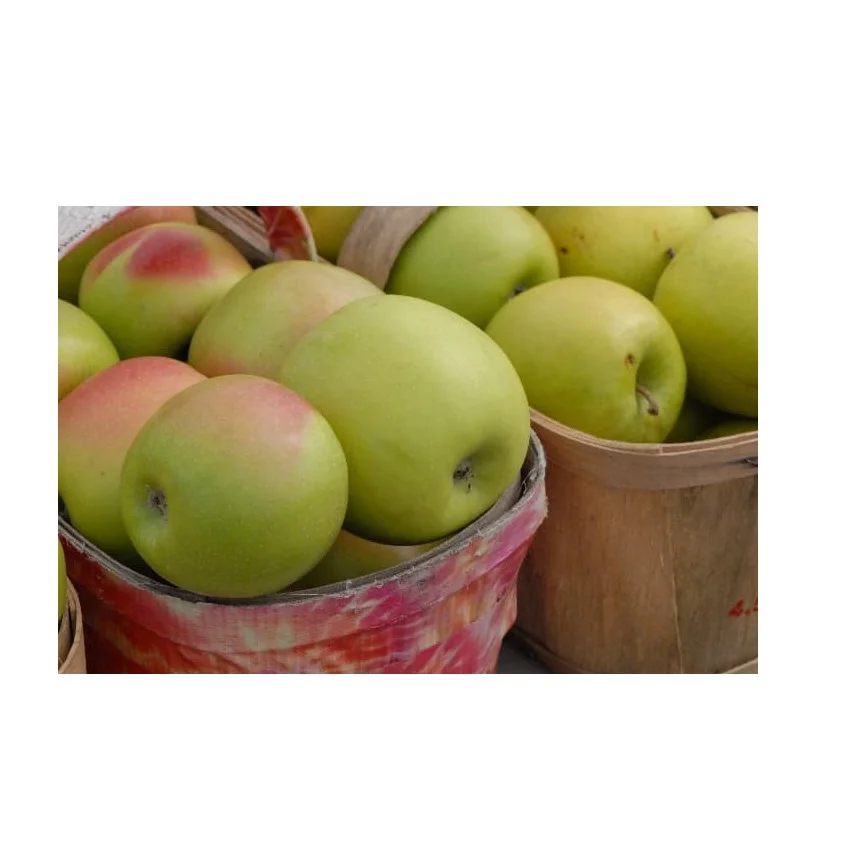 Cheap Price Fresh Stock Fresh Yellow Green Apples | Fresh Mutsu Apples For Sale In Bulk With Fast Delivery