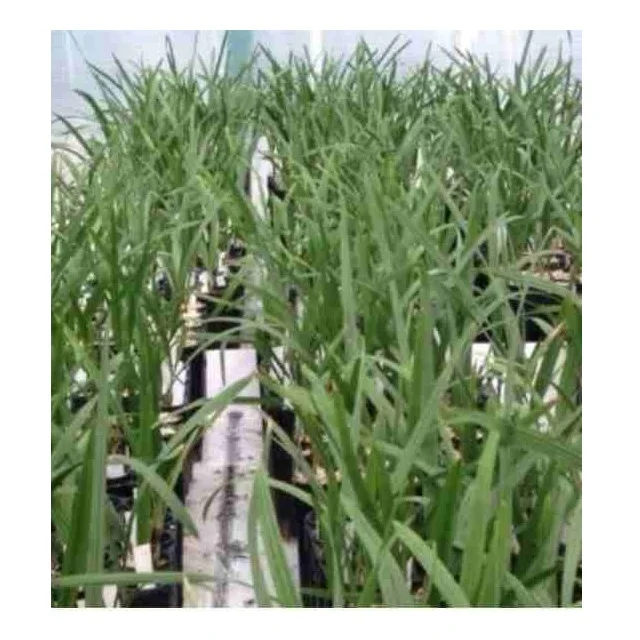 Red Barhi Dates 15 Feet Diameter Expecting Yield From 3rd Year Tissue Culture Dates From India Disease Resistance Quality