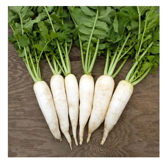Best Quality Hot Sale Price Fresh Vegetables Orange Carrots