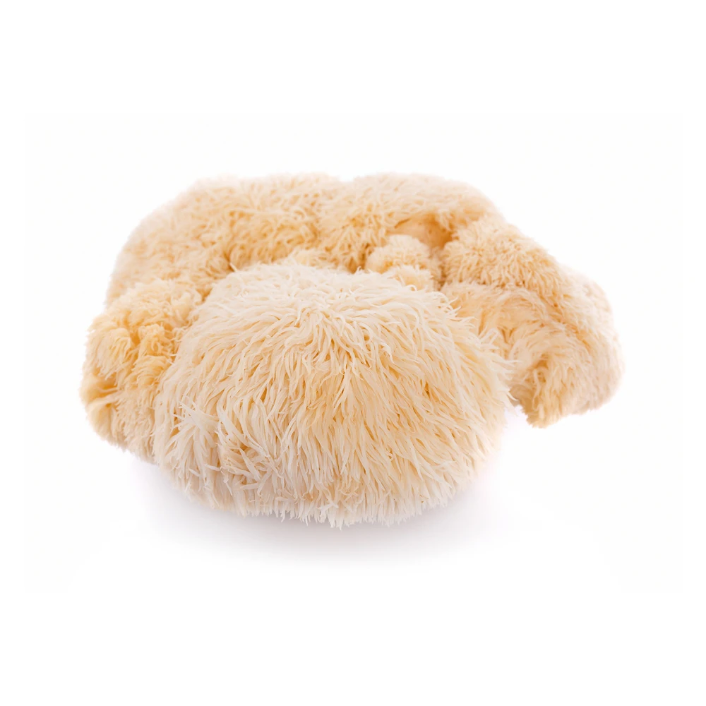 LIONS MANE EXTRACT Private Label Medicinal Mushrooms Proprietary 4-Part Solvent System Handcrafted Mushroom Extracts