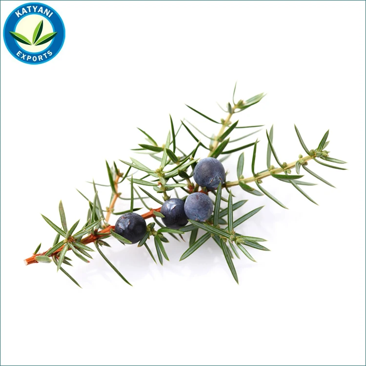 Private Label 100% Pure Natural Juniper Berry Essential Oil Wholesale Bulk Supply for Cosmetics Organic Available Lowest Prices