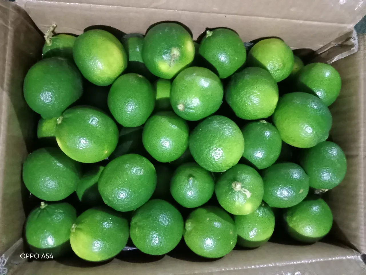 2024 High Quality Wholesale Organic Fresh Seedless Lime/Green Lemon Vietnam Origin Citrus Fruit Seeds Manufactured Hoang Kim