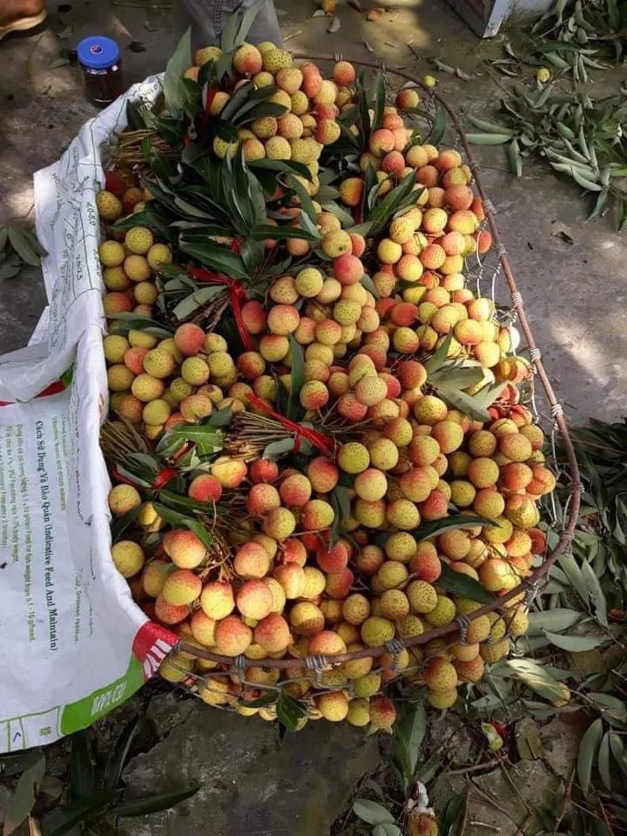 New season Vietnamese fresh lychee Fruit High quality for export Fresh lychee Premium grade from Vietnam