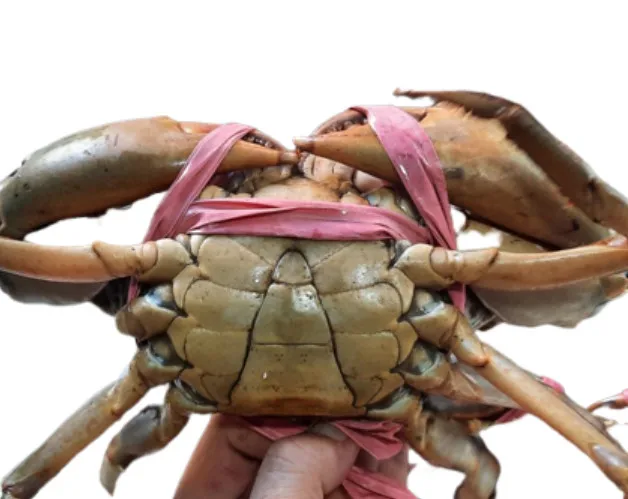 Mud Crab Full 100% Egg/ Full 100% Meat  Top Selling in Vietnam