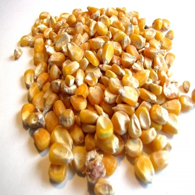 Best Price Wholesale Price Non-Glutinous Yellow Corn Maize Seeds 100% Natural Quality Corn Seeds