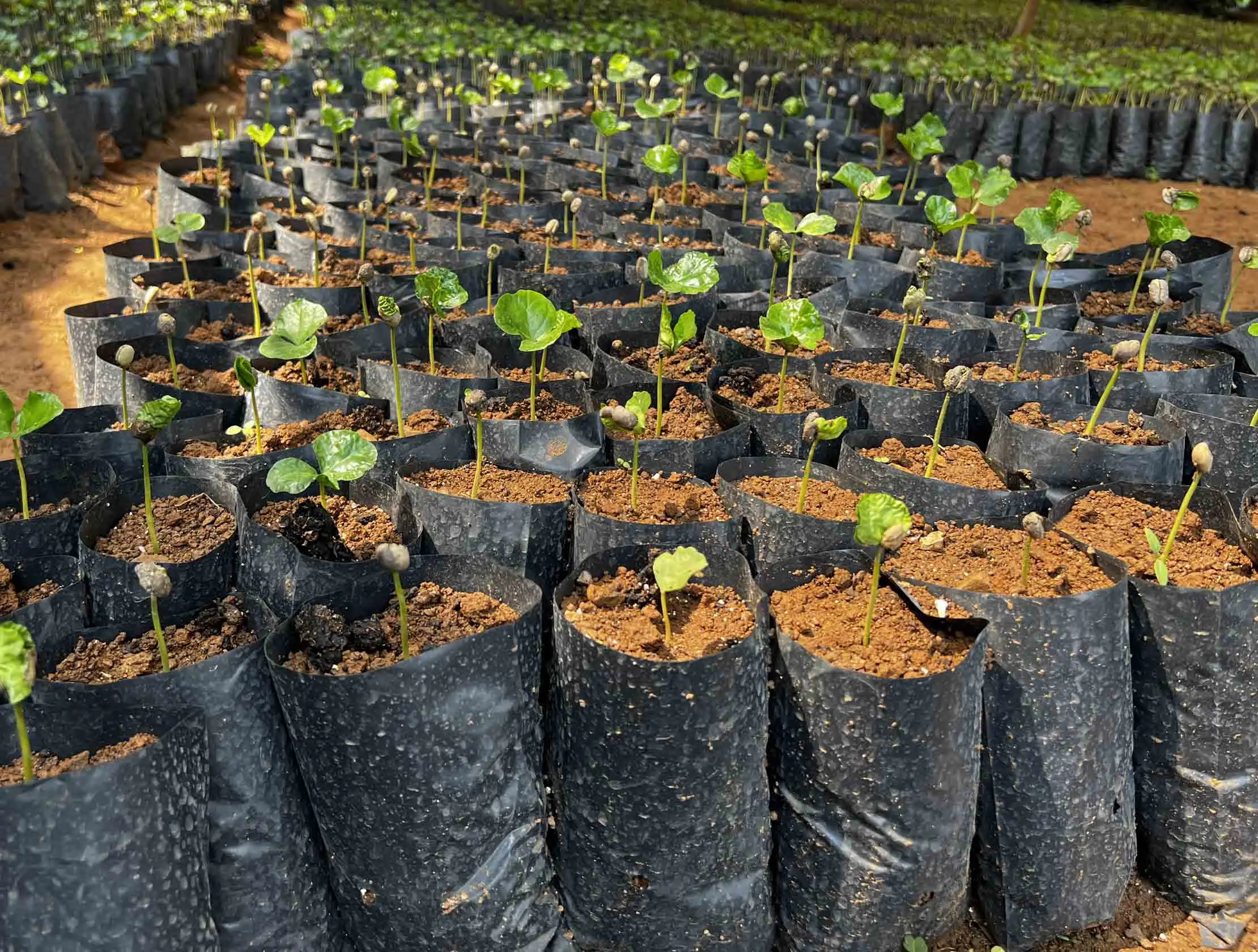 Trending Robusta 100% Original Robusta Coffee Beans Roasted Original Taste Son La Vietnam +84325753027