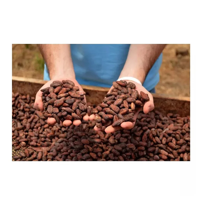 Cocoa Beans Ariba Cacao Beans Dried Raw Cocoa Beans
