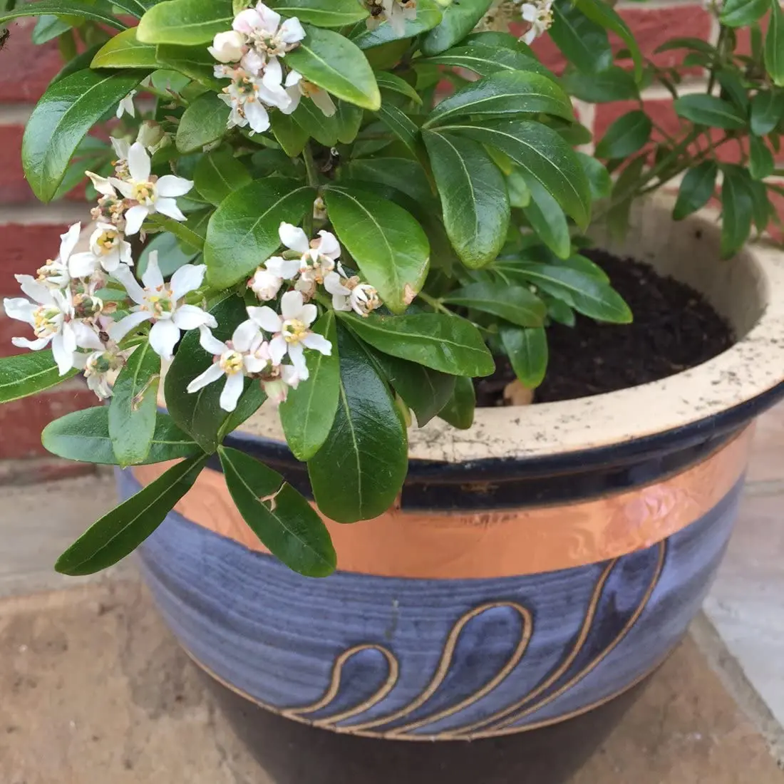 Slugs Away Barrier Tape Adhesive Copper Tape For Pots and Plants Protection From Slugs and Snails