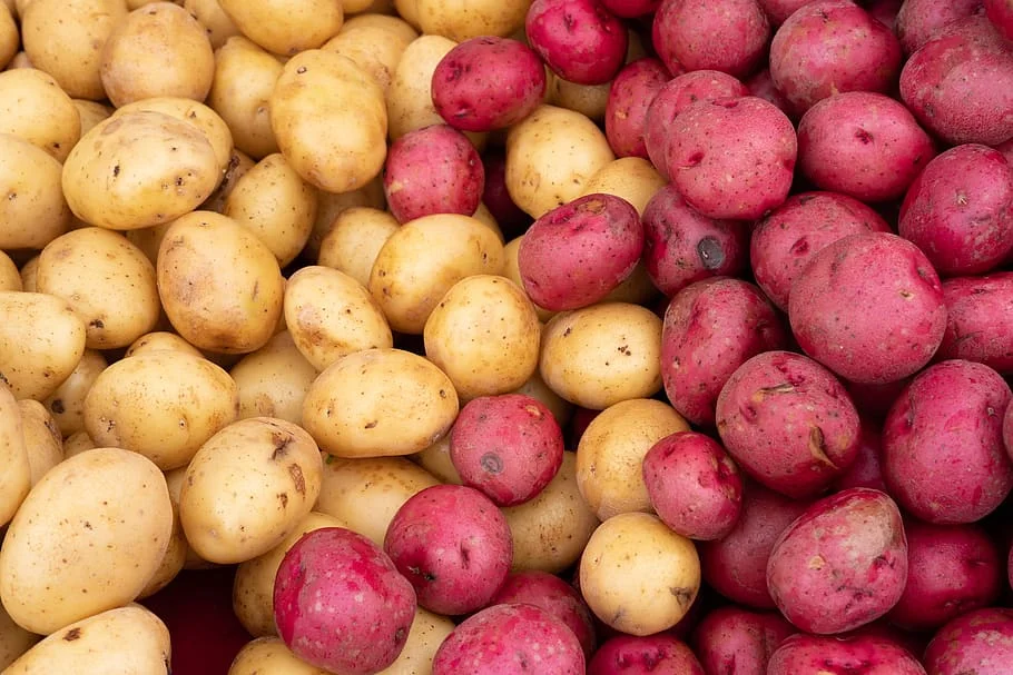 New crop mesh bag pack Yellow flesh potato wholesale fresh potato ,and Supplier beautiful to eat, delicious, 100% halal