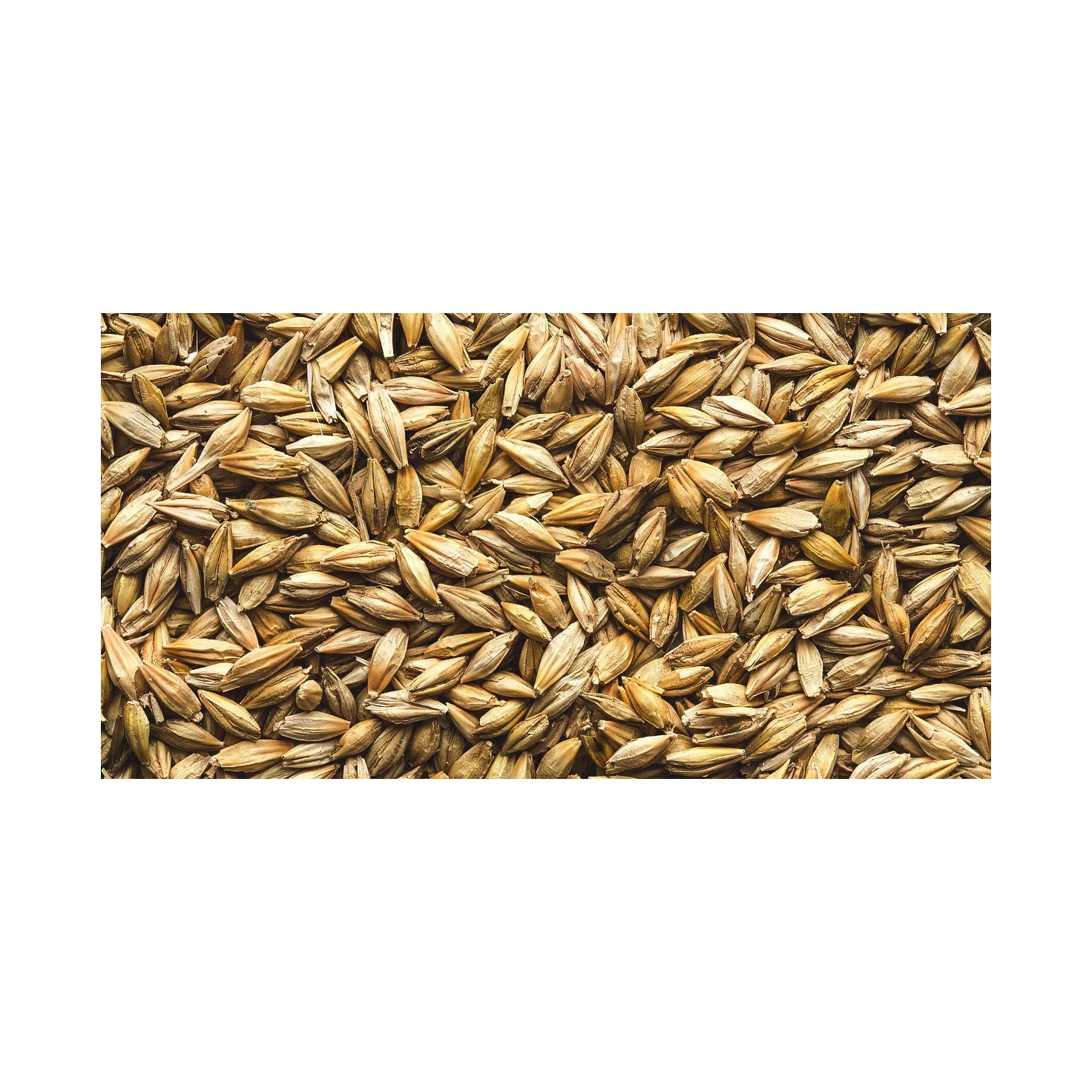 Farming Bulk Malted Barley, Barley Grain Ready For Export For Sale