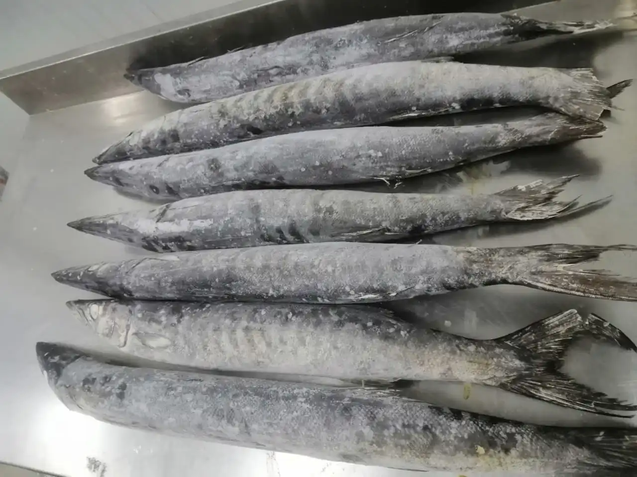 BARRACUDA WHOLE ROUND GOOD QUALITY OMAN ORIGIN