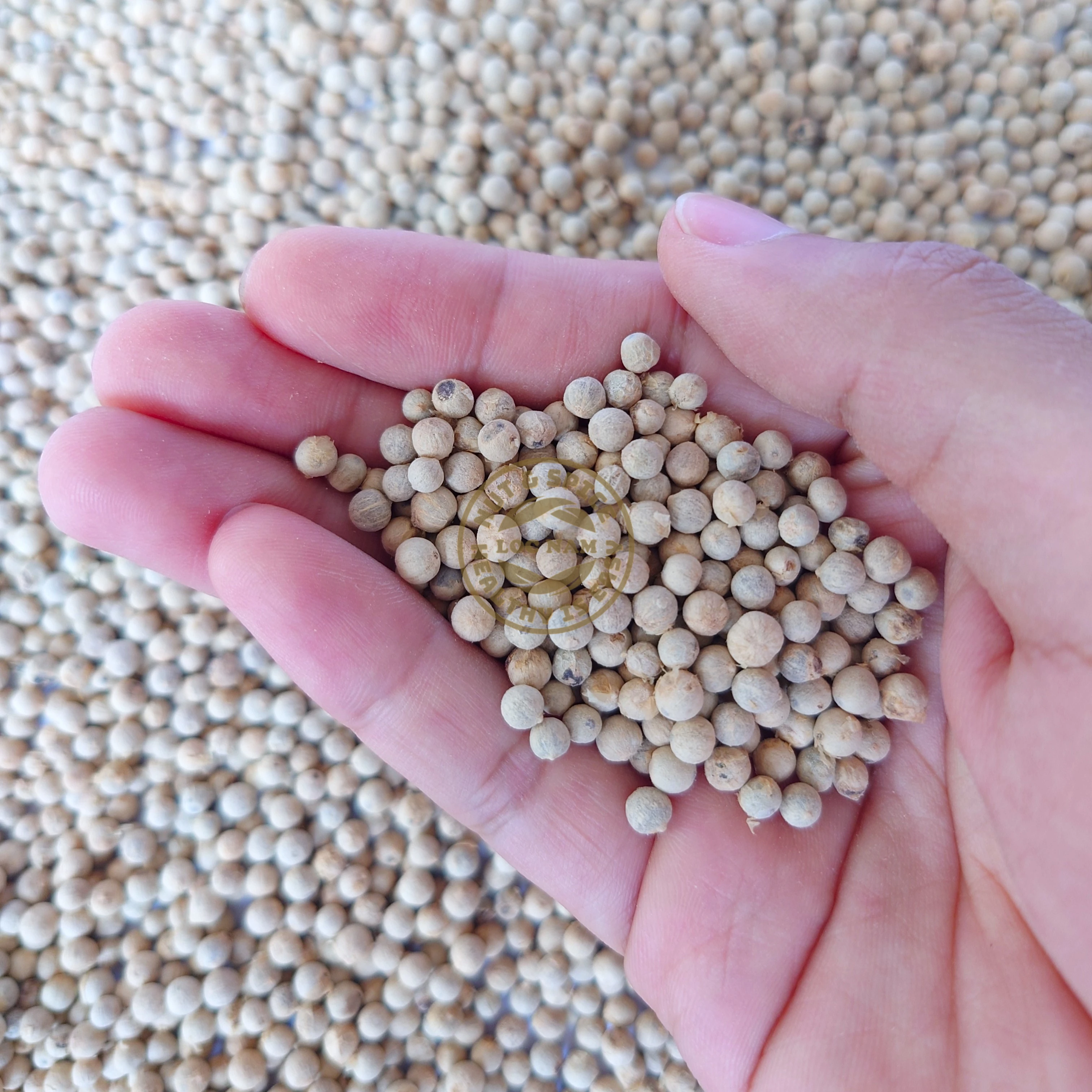 Wholesale Cheap Price Pepper Spices & Herbs Products High Quality White Pepper Vietnam origin