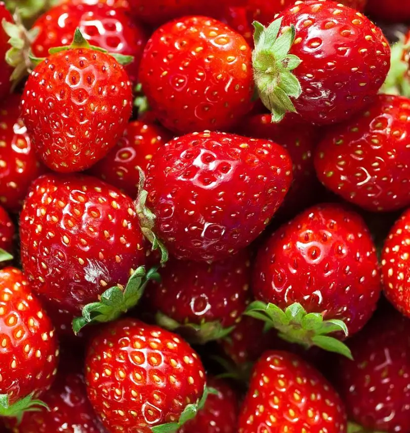 Hot Sale Soft Sweets Fresh Delicious Strawberry Wholesale Fresh Strawberry best price Export worldwide