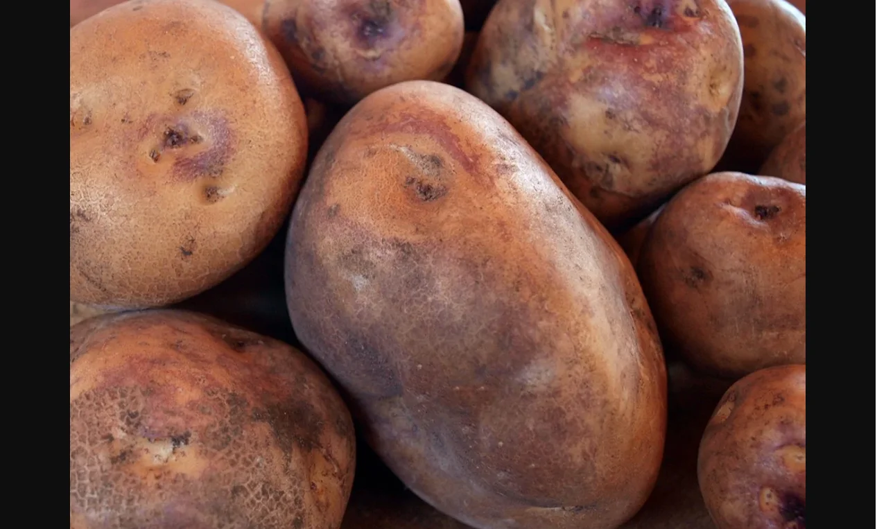 New fresh Potato yellow bulk new crop Top quality per ton good price for wholesale fresh potato professional export potato 2022