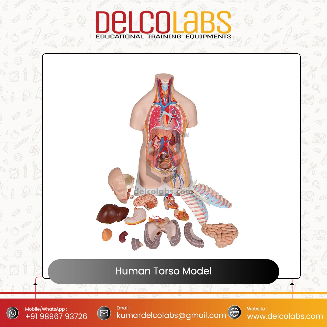 Medical Science Anatomical Model for Hospital Students Human Torso Model 85cm Sexless Torso Model for Sale