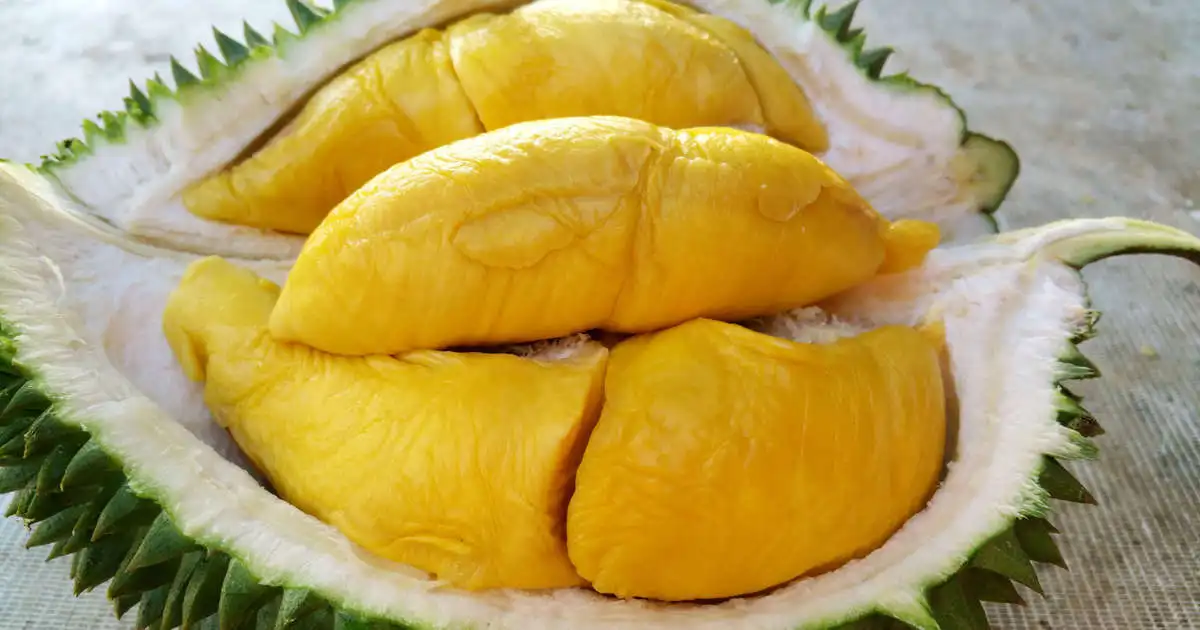Fresh Monthong Durian from Vietnam with Bright Yellow and Good Taste | Best seller 2022 (Wholesale)