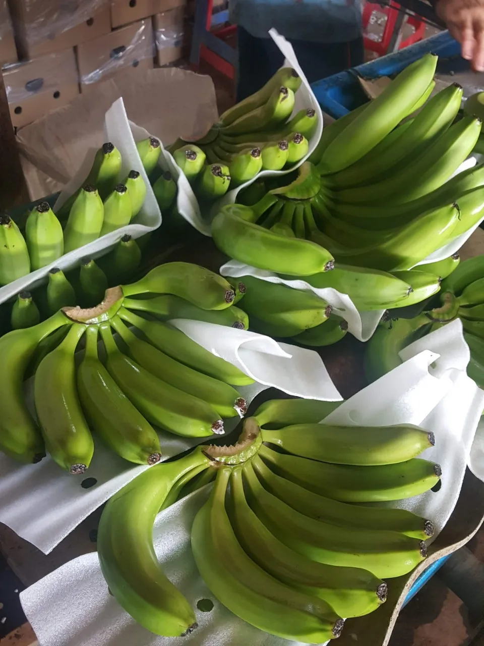 High quality Vietnamese fresh bananas exported to China Korea and Malaysia